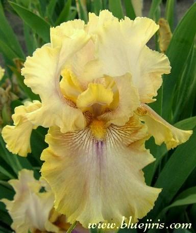 Photo of Tall Bearded Iris (Iris 'Polish Princess') uploaded by Joy
