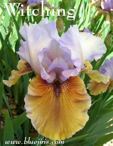 Photo of Tall Bearded Iris (Iris 'Witching') uploaded by Joy