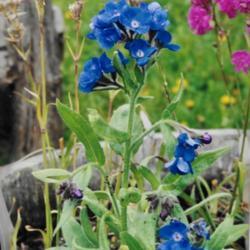 Location: Heathcote Ontario Canada
Date: summer
Anchusa azurea 'Lodden Alkanet' flower
