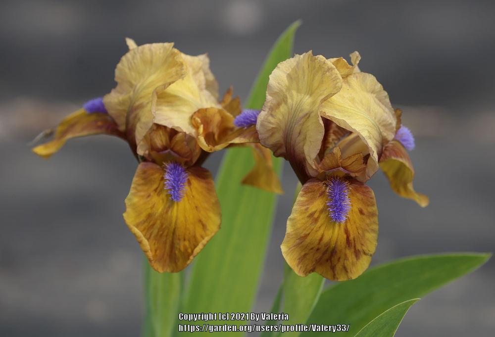 Photo of Standard Dwarf Bearded Iris (Iris 'Gingerbread Man') uploaded by Valery33
