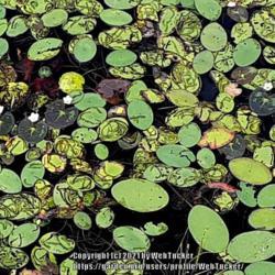 Location: Aberdeen, NC
Date: September 15, 2021
Pygmy water lily #47 nn; LHB page 383. AG page 451, "Dedicated by