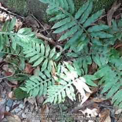 Location: Aberdeen, NC
Date: September 15, 2021
Netted chain fern #11; RAB p.29, 12-1-2; LHB p.85, 6-15-1, "Named