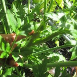 Location: Toronto, Ontario
Date: 2021-09-13
Ashitaba (Angelica keiskei) flower stem is forming.