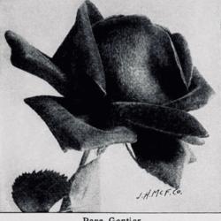 
Date: c. 1912
photo from the 1912 catalog, Griffing Bros., Jacksonville, Florid