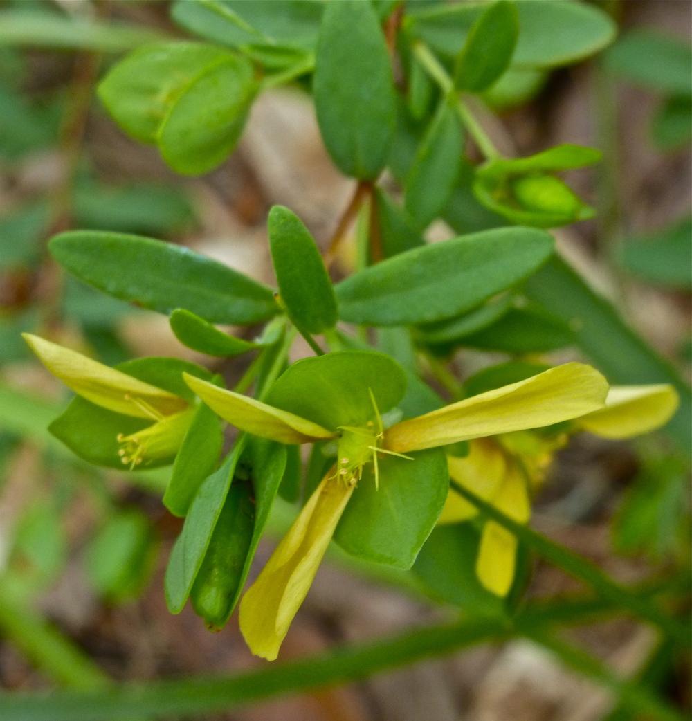 Photo of St Andrew's Cross (Hypericum hypericoides) uploaded by scvirginia