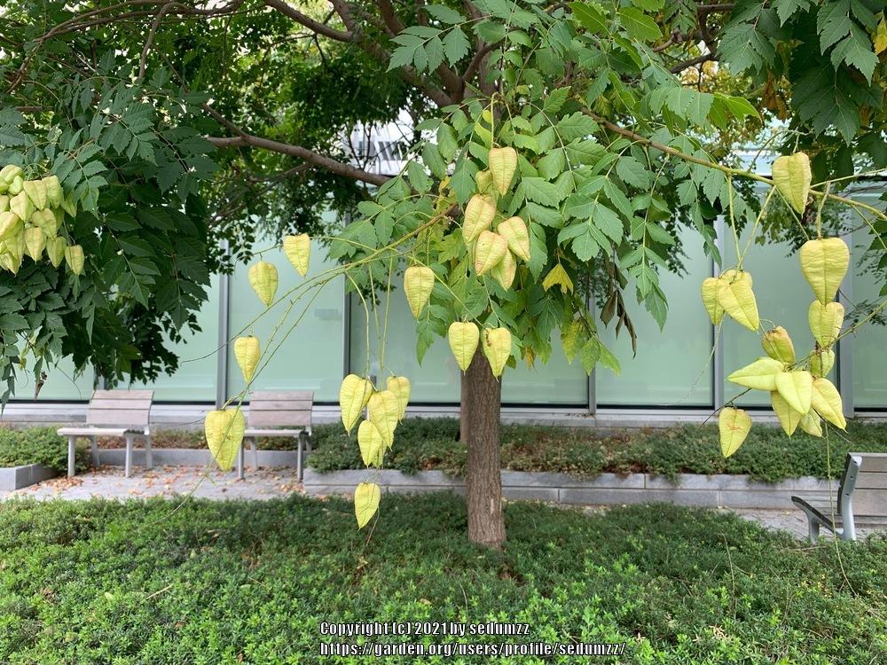 Photo of Golden Rain Tree (Koelreuteria paniculata) uploaded by sedumzz