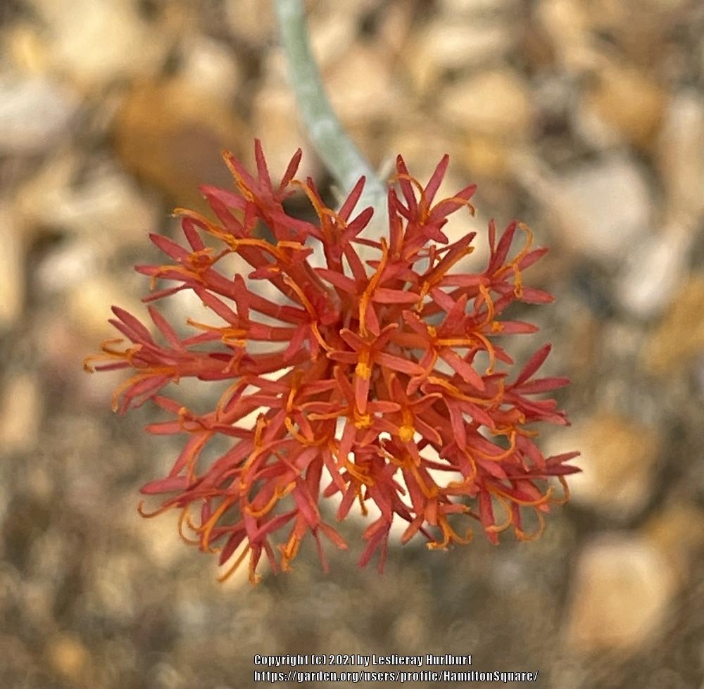 Photo of Pickle Plant (Kleinia stapeliiformis) uploaded by HamiltonSquare