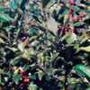 Amelanchier humilis   berries