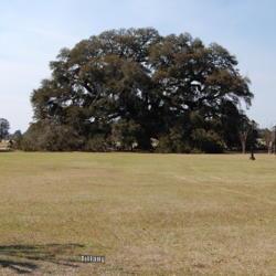 Location: Geneva, AL  Z8b
Date: 2014-03-10
This oak has a plaque stating that it was alive at the time of th