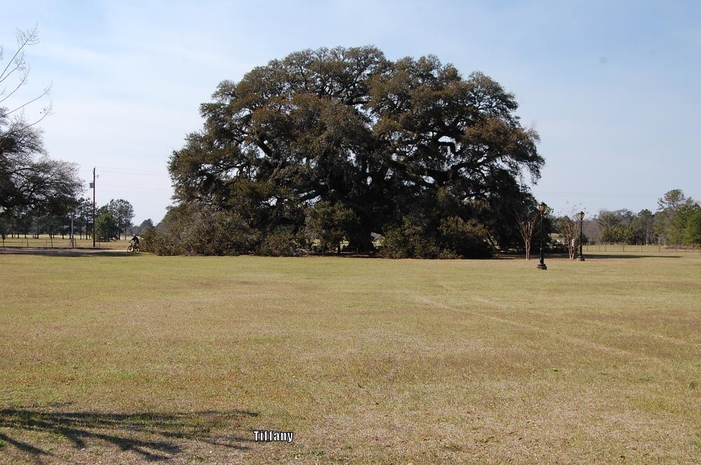 Photo of Live Oak (Quercus virginiana) uploaded by purpleinopp