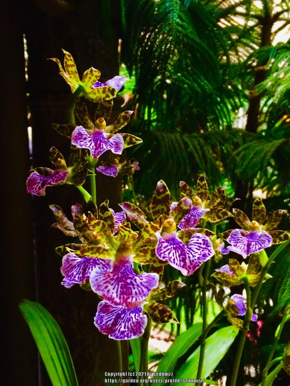 Photo of Orchid (Zygopetalum) uploaded by sedumzz