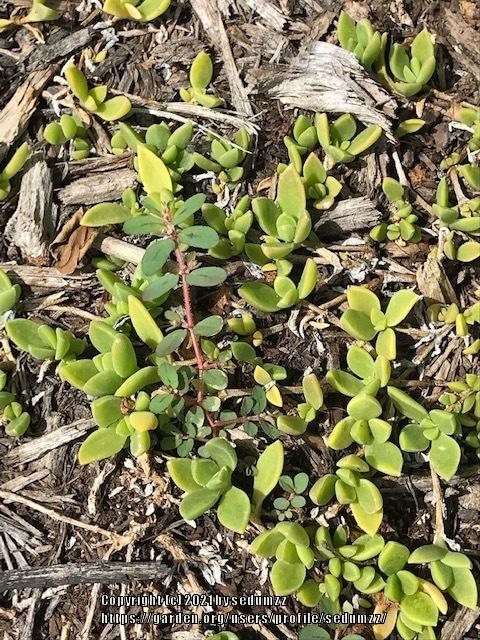 Photo of Spotted Spurge (Euphorbia maculata) uploaded by sedumzz
