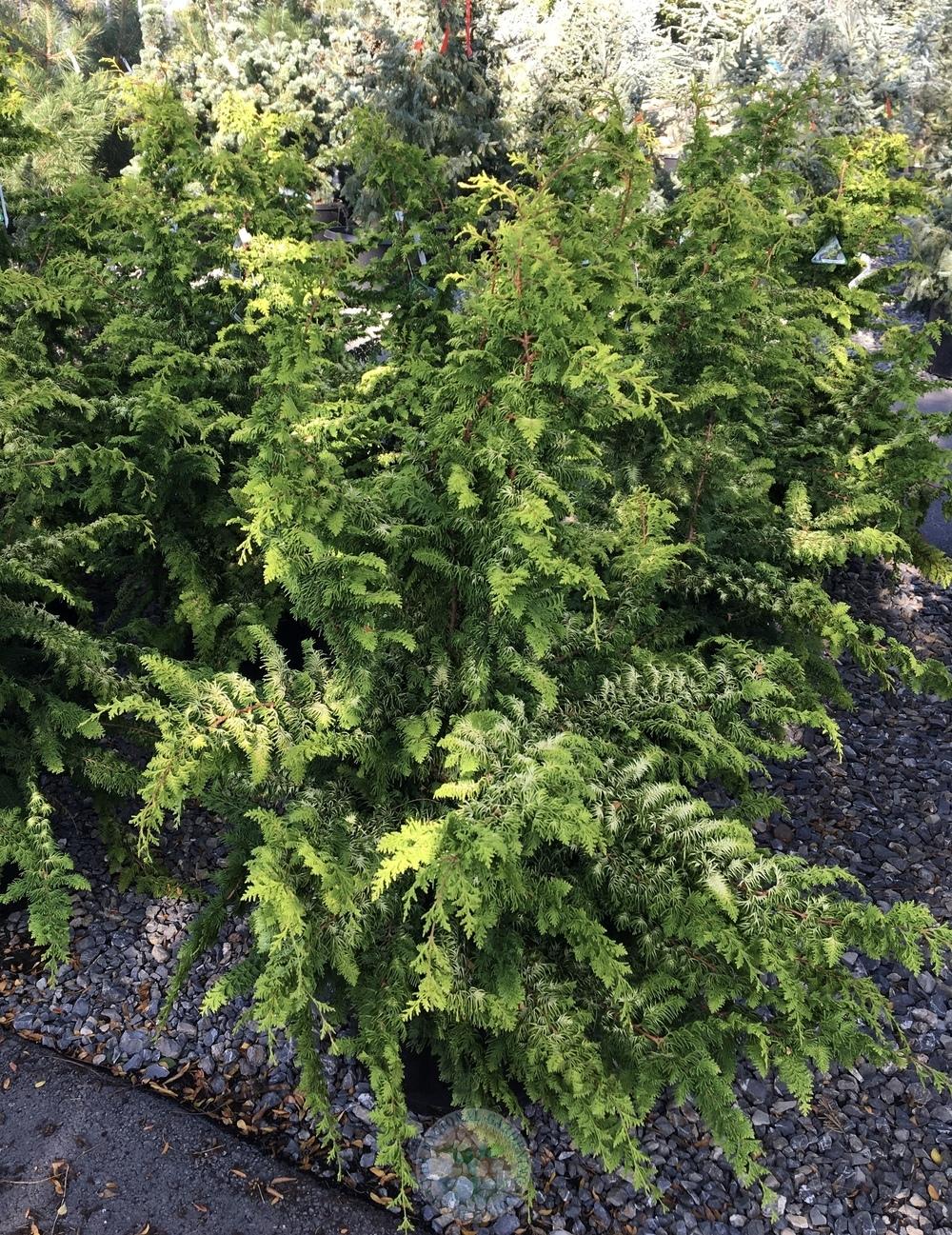 Photo of Hinoki Cypress (Chamaecyparis obtusa 'Fernspray Gold') uploaded by BlueOddish