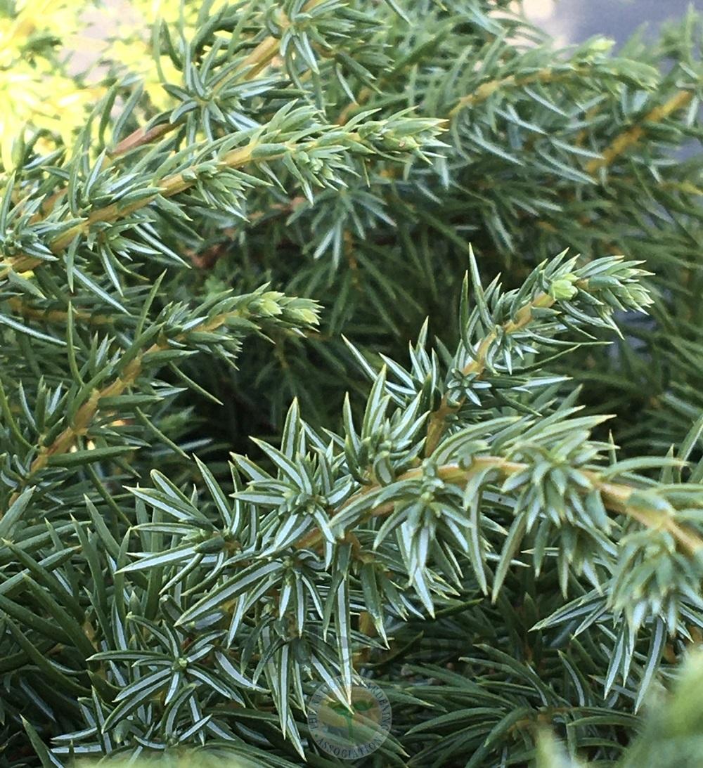 Photo of Juniper (Juniperus communis Blueberry Delight®) uploaded by BlueOddish