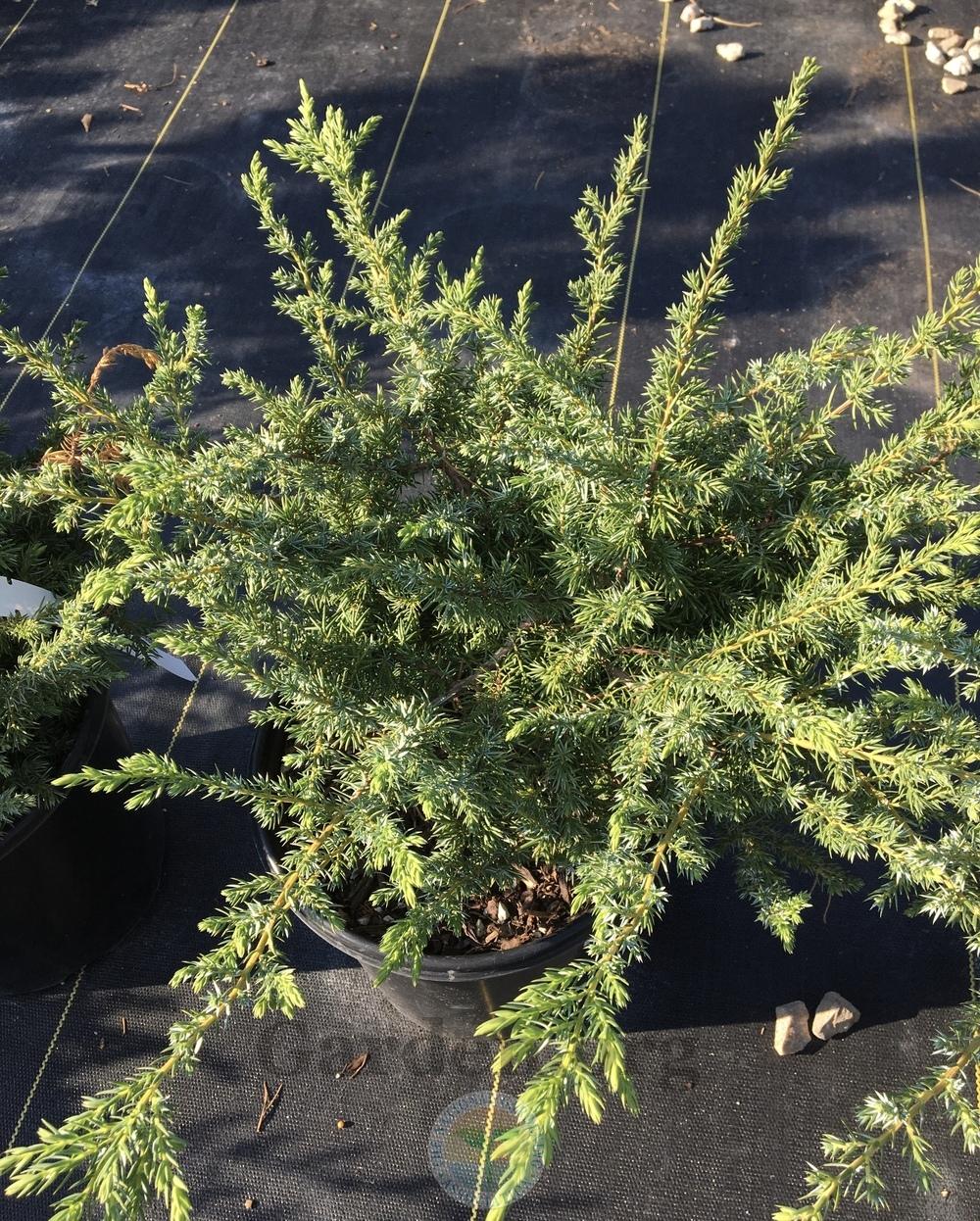 Photo of Juniper (Juniperus communis Blueberry Delight®) uploaded by BlueOddish