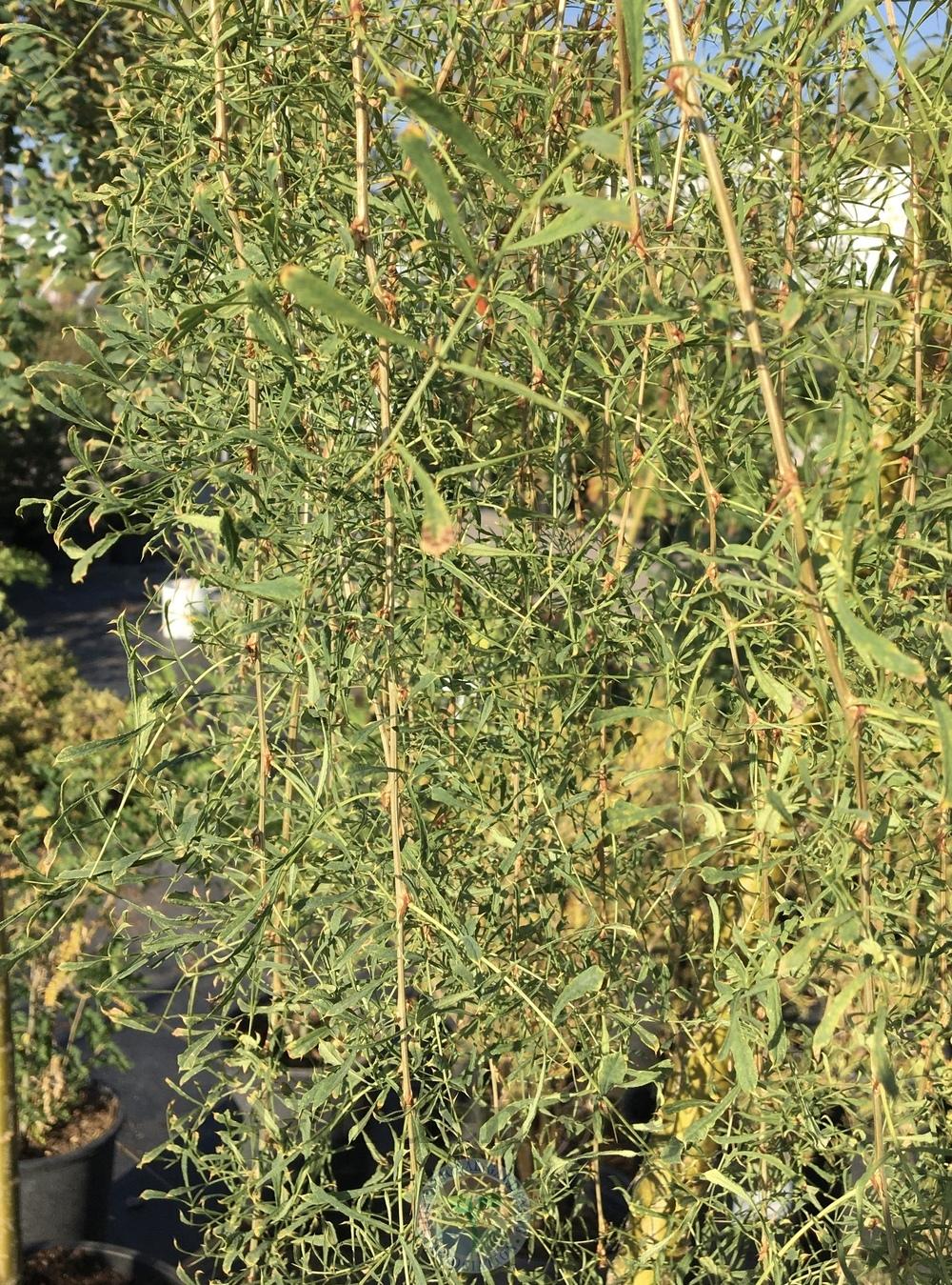 Photo of Weeping Pea Shrub (Caragana arborescens 'Walker') uploaded by BlueOddish