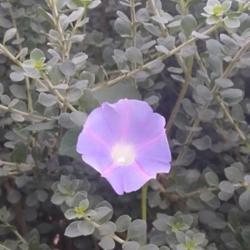 Location: My neighborhood
Purple-flowered variant; eremophila leaves in the background.