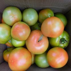 Location: Long Island, NY 
Date: September 2021
Box of unripe fruit
