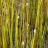 Non-native Marsh Periwinkles on native cordgrass in a nearby mars