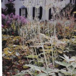 Location: Spadina House Ontario Canada
Date: September
94  Anemone japonika'September Charm'  unusual seedheads
