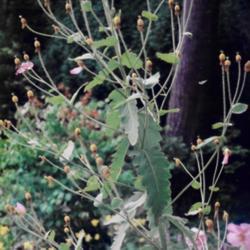 Location: Heathcote Ontario Canada
Date: September
94  Anemone japonika'September Charm'  attractive seedheads
