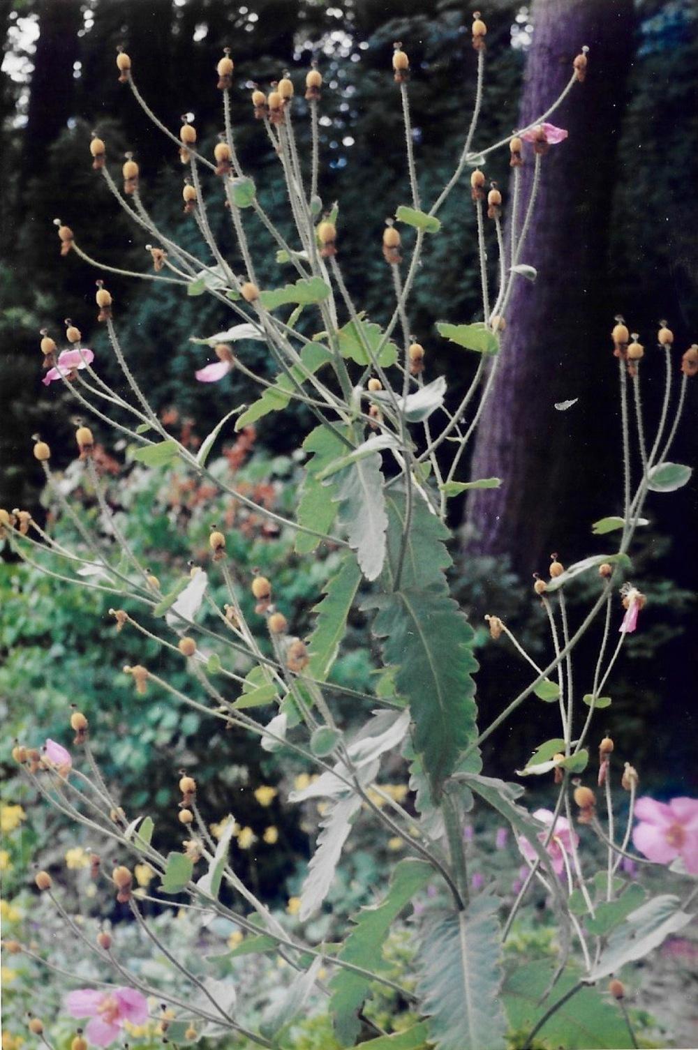 Photo of Japanese Anemone (Eriocapitella hupehensis 'September Charm') uploaded by Permastake