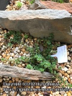 Photo of Two-Row Stonecrop (Phedimus spurius 'Schorbuser Blut') uploaded by sedumzz