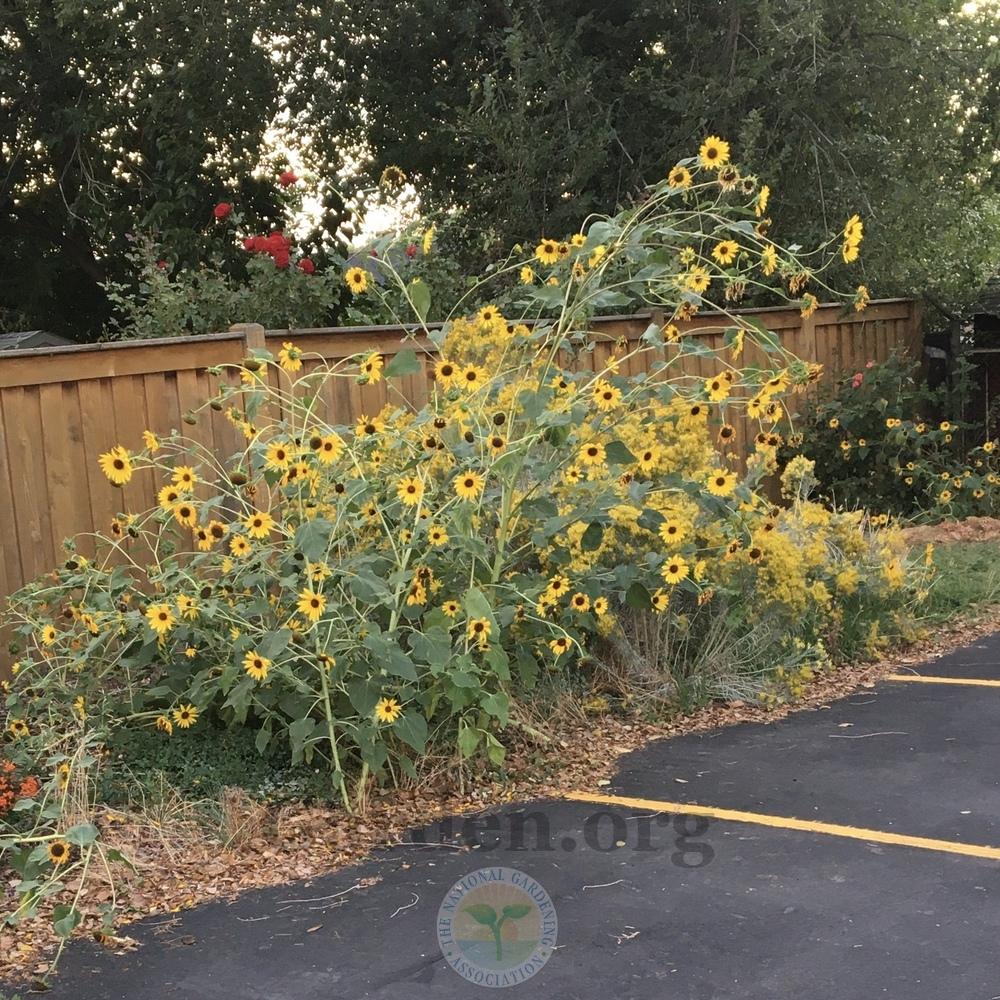 Photo of Sunflowers (Helianthus annuus) uploaded by BlueOddish