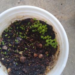 Location: My neighborhood
Date: 2021-09-19
Seedlings in an ice cream cup