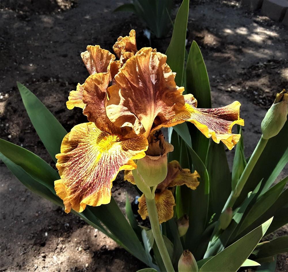 Photo of Intermediate Bearded Iris (Iris 'Dude') uploaded by Bitoftrouble