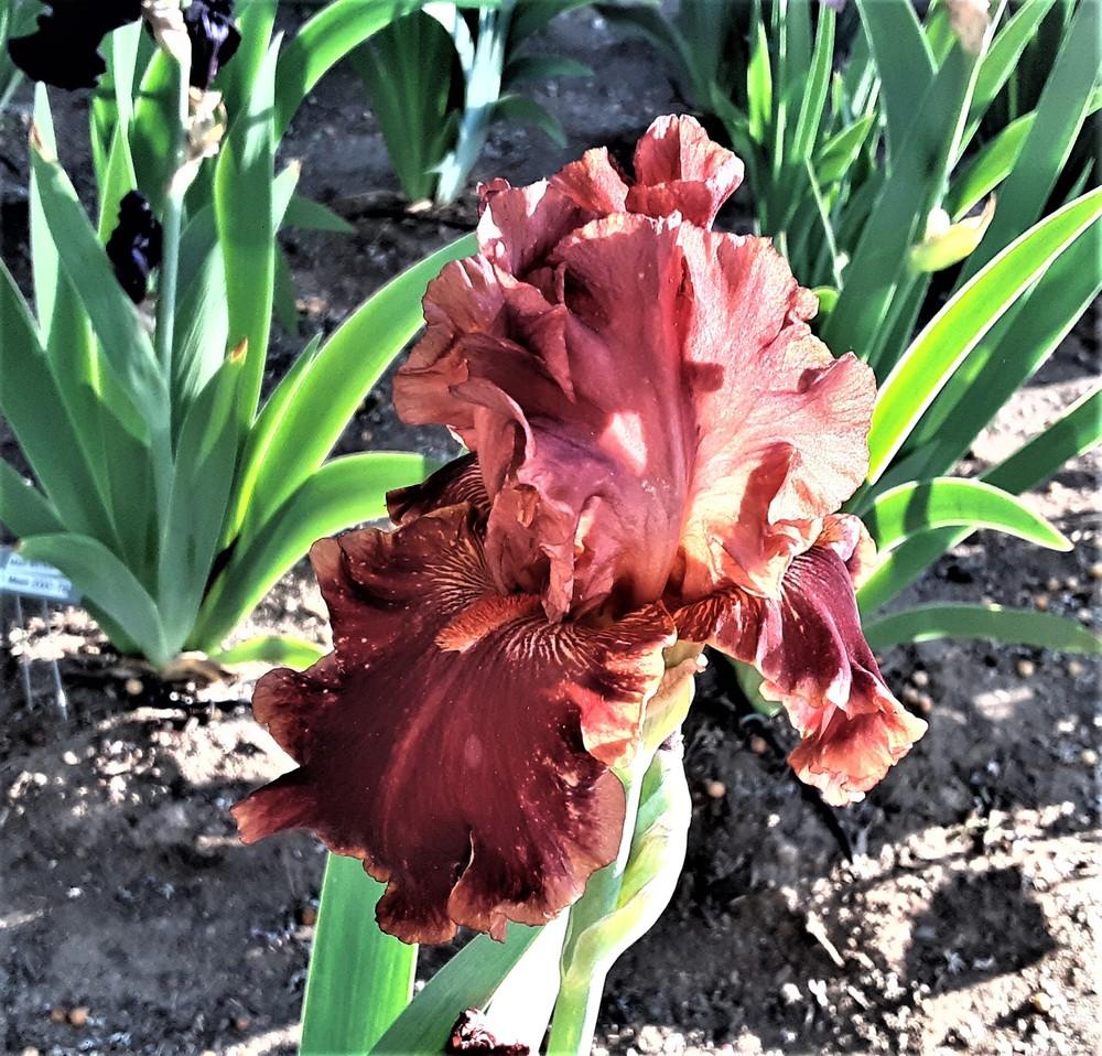 Photo of Tall Bearded Iris (Iris 'Drinks at Sunset') uploaded by Bitoftrouble