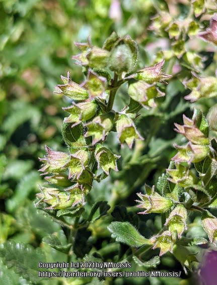 Photo of Wall Germander (Teucrium chamaedrys) uploaded by NMoasis