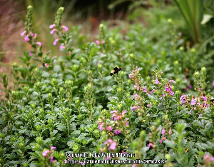 Photo of Wall Germander (Teucrium chamaedrys) uploaded by NMoasis