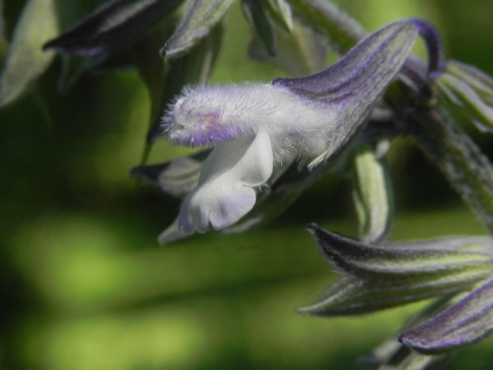 Photo of Sage (Salvia 'Phyllis Fancy') uploaded by SL_gardener