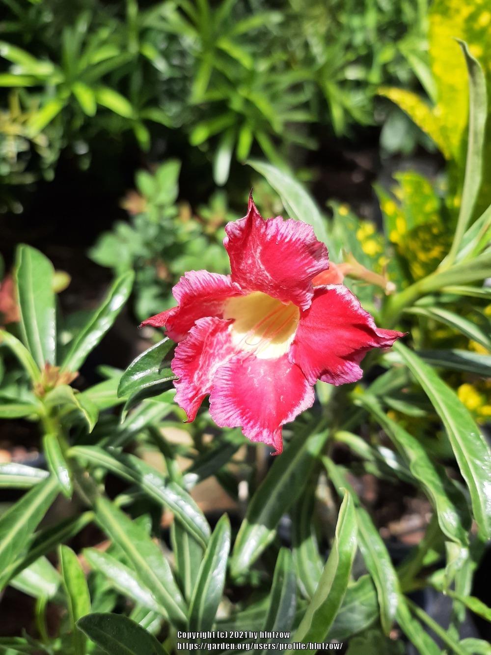 Photo of Adeniums (Adenium) uploaded by hlutzow