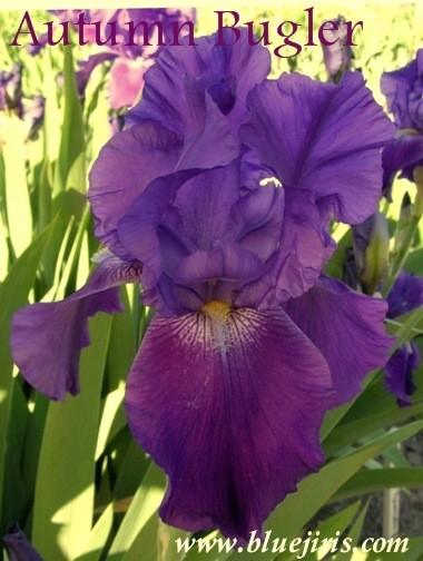 Photo of Tall Bearded Iris (Iris 'Autumn Bugler') uploaded by Joy
