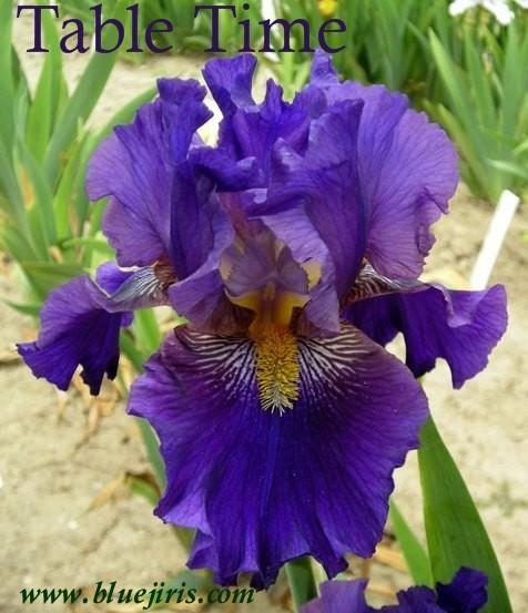Photo of Tall Bearded Iris (Iris 'Table Time') uploaded by Joy