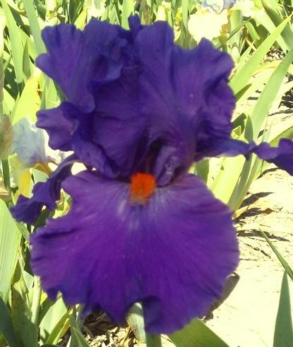 Photo of Tall Bearded Iris (Iris 'Paul Black') uploaded by Joy