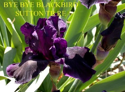 Photo of Tall Bearded Iris (Iris 'Bye Bye Blackbird') uploaded by Joy
