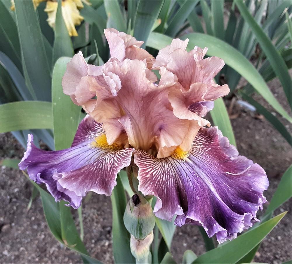 Photo of Tall Bearded Iris (Iris 'Funday Monday') uploaded by Bitoftrouble