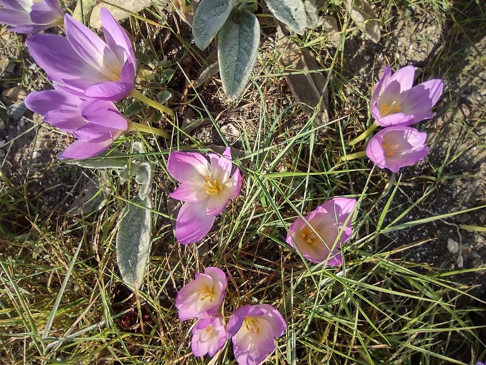 Photo of Colchicums (Colchicum) uploaded by SouthseaRockGardens