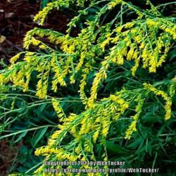 Location: Aberdeen, NC
Date: September 21, 2021
Rough-leaved Goldenrod #17; RAB p.1092, 179-49-29; AG p. 249, 55-
