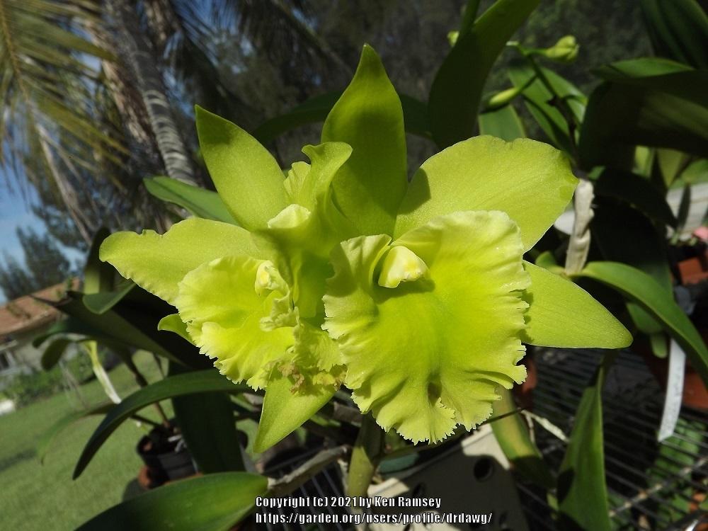 Photo of Orchid (Rhyncholaeliocattleya Prada Green Deluxe 'NN') uploaded by drdawg