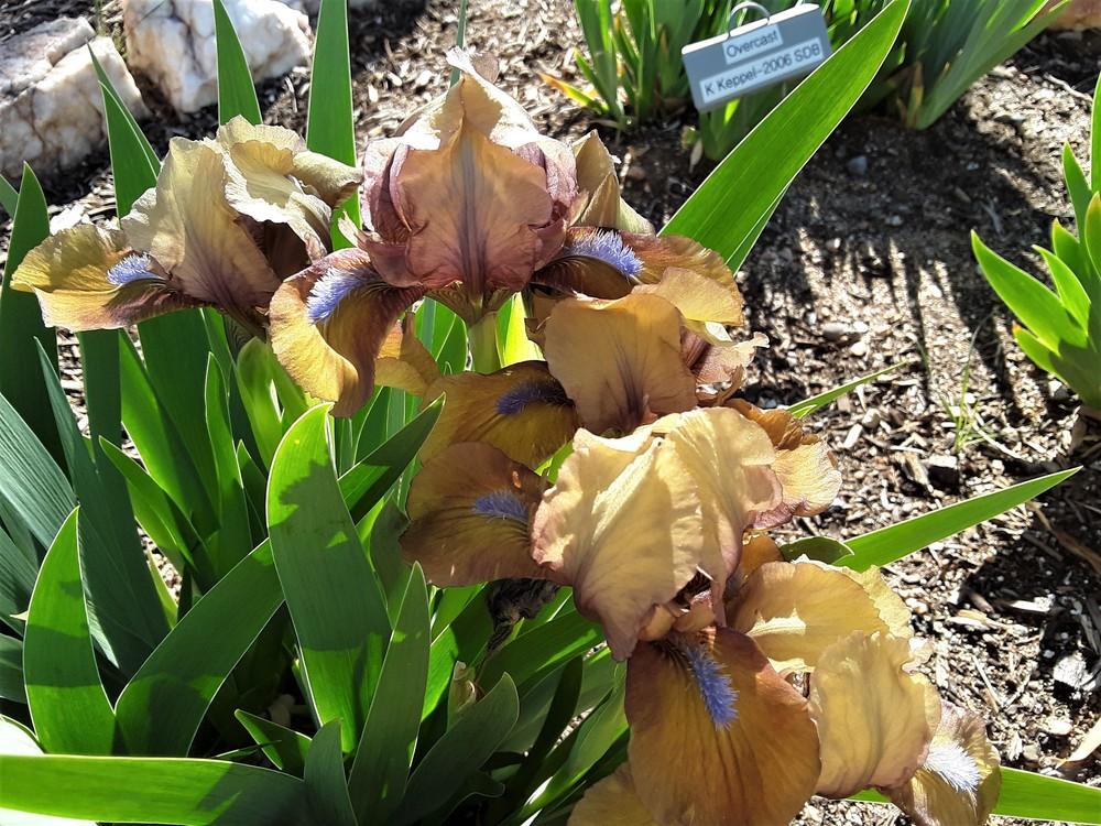 Photo of Standard Dwarf Bearded Iris (Iris 'Gingerbread Man') uploaded by Bitoftrouble