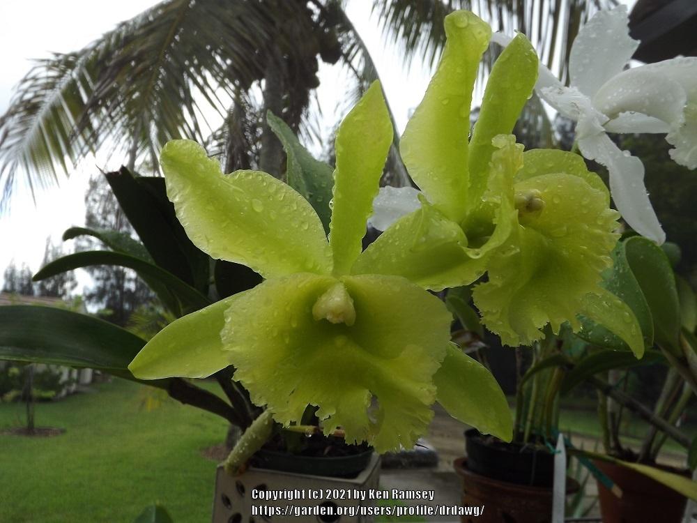 Photo of Orchid (Rhyncholaeliocattleya Prada Green Deluxe 'NN') uploaded by drdawg