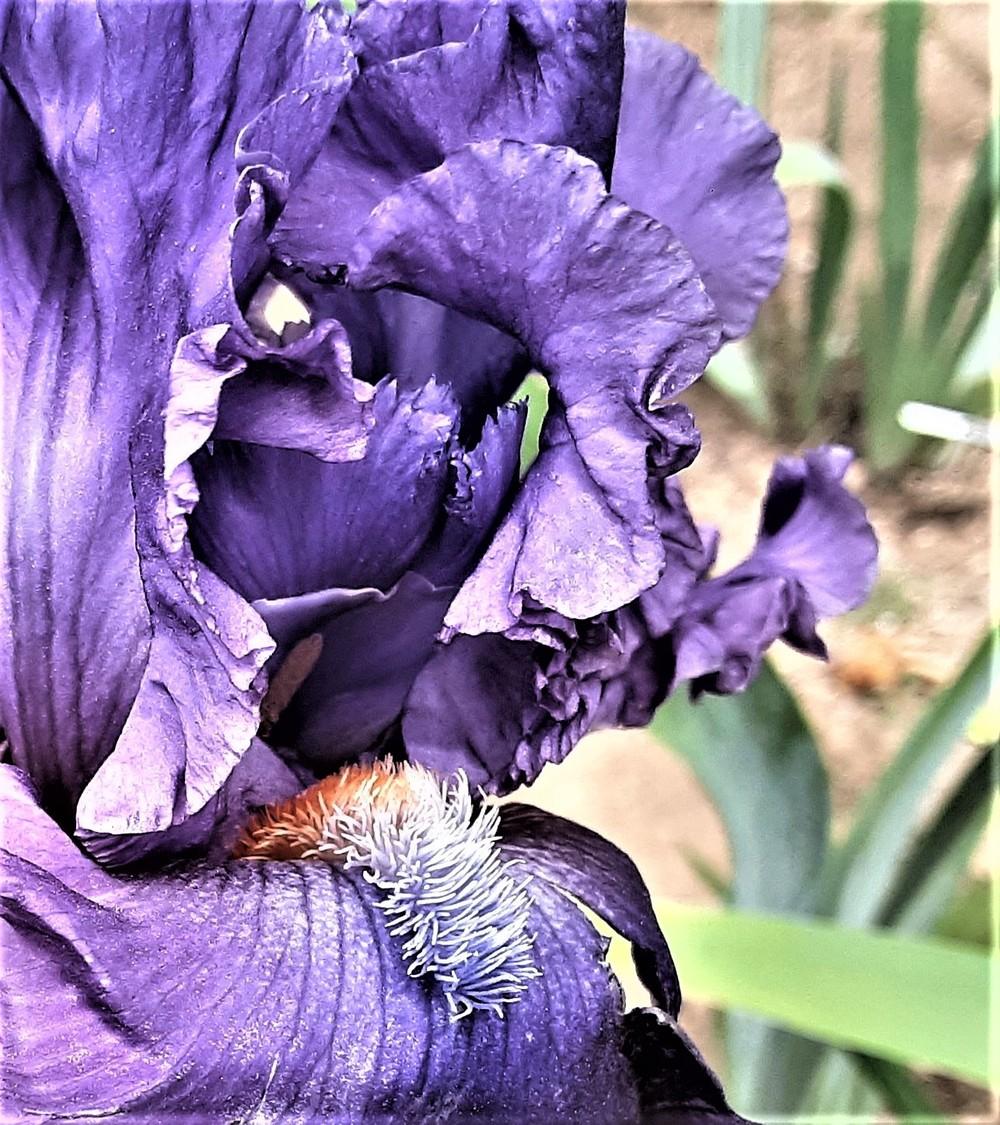 Photo of Tall Bearded Iris (Iris 'Go for the Gusto') uploaded by Bitoftrouble