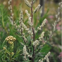 Location: Heathcote Ontario Canada
Date: June-July
Artemisia vulgarism pretty blooms and red stem very invasive