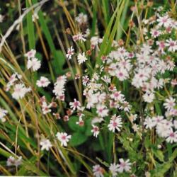 Location: Heathcote Ontario Canada
Date: August
Aster 'Novi Belgien' Flowers naturalizes