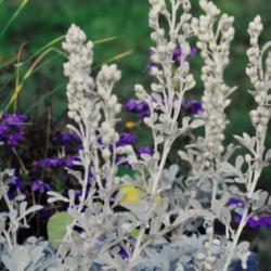 Location: Heathcote Ontario Canada
Date: July
Artemisia stelleriana'Silver Brocade'  blooms