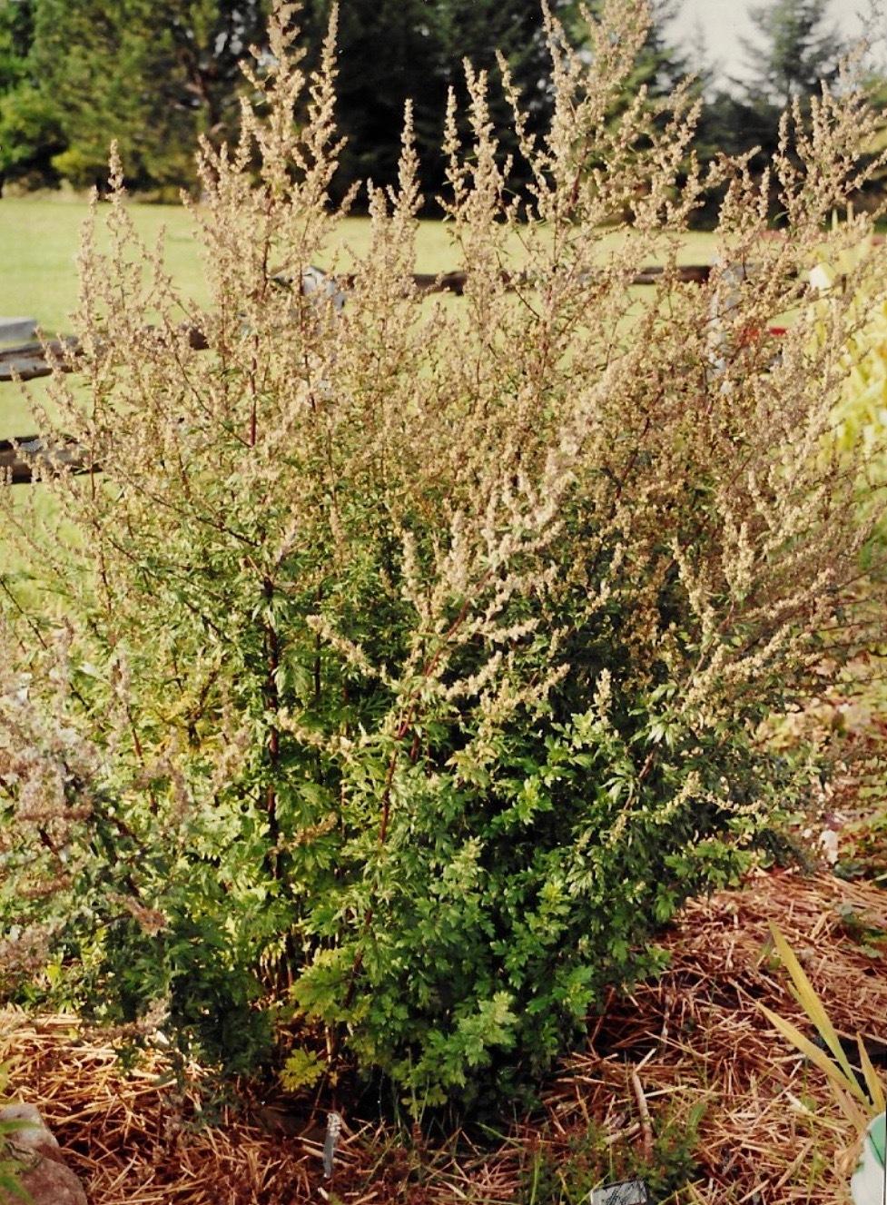 Photo of Mugwort (Artemisia vulgaris) uploaded by Permastake